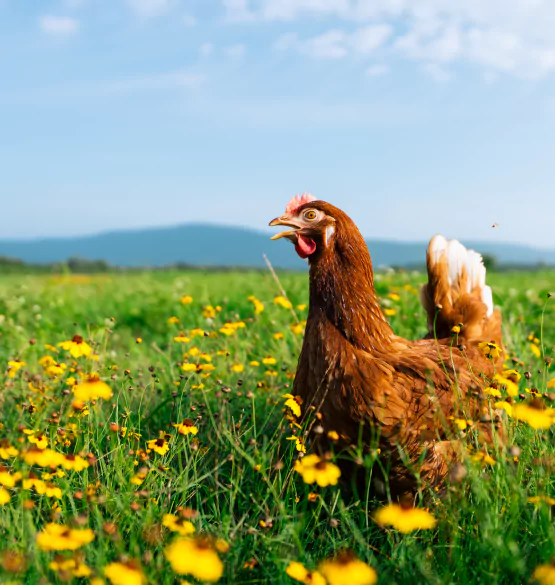 Chú gà mái từ nông trại Chicko