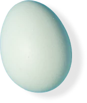 Trứng gà vỏ trắng