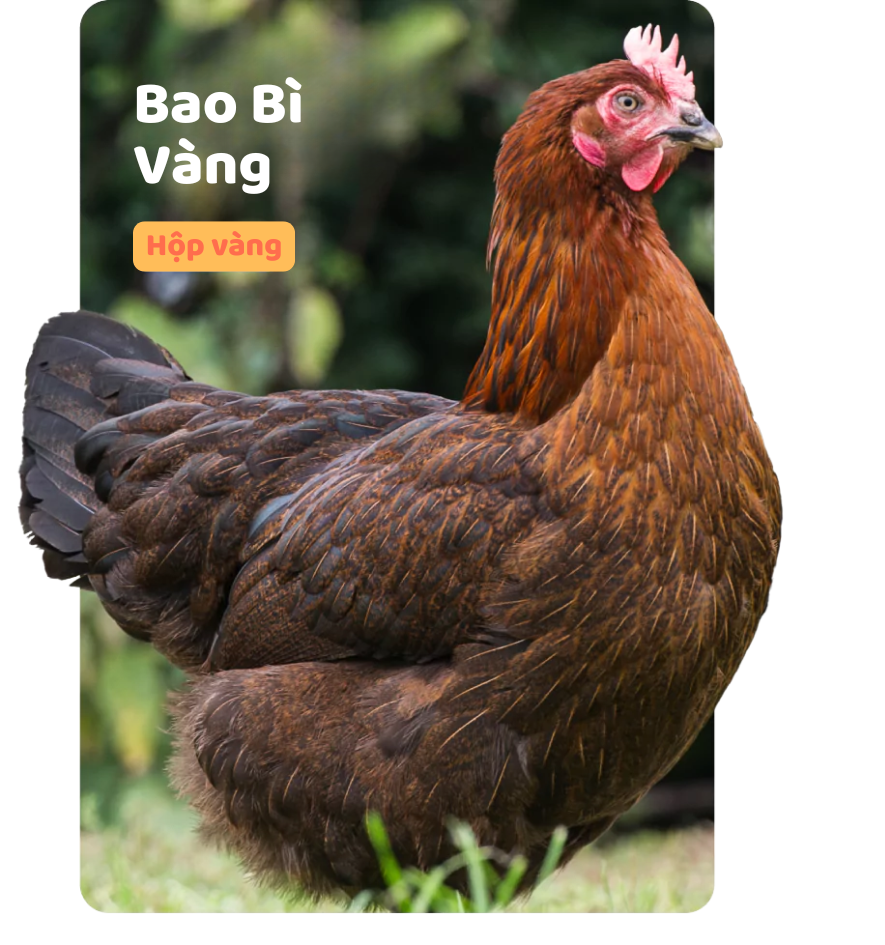 bao bì màu vàng