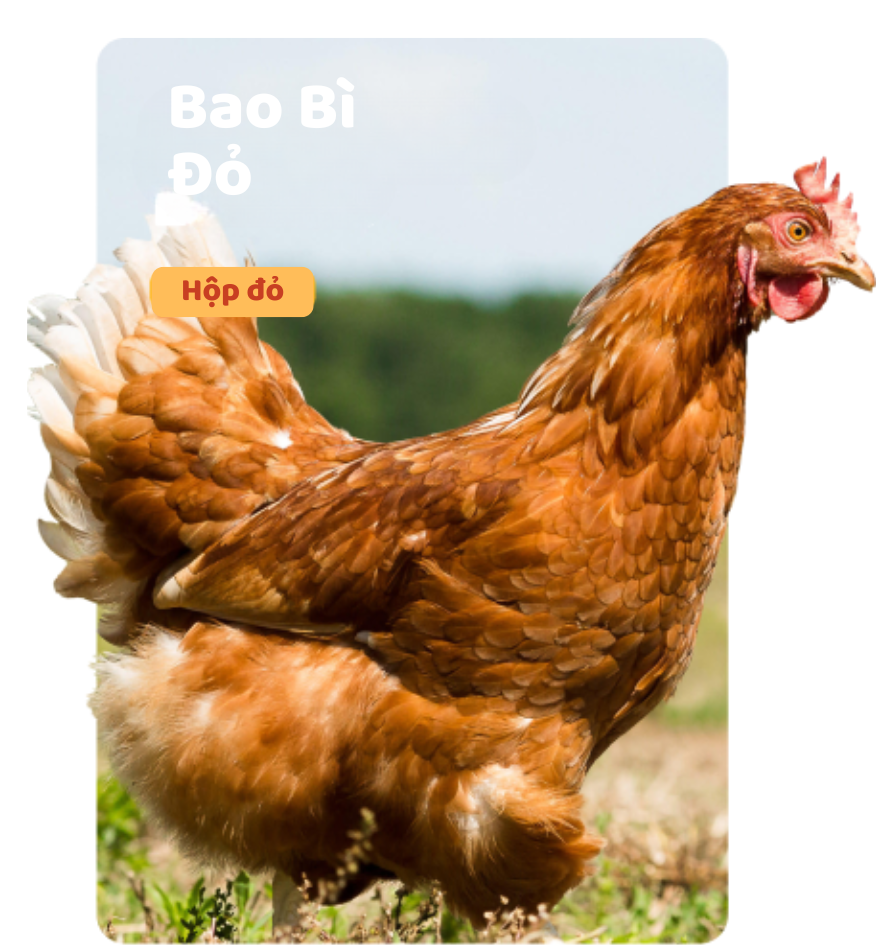 Bao bì màu đỏ