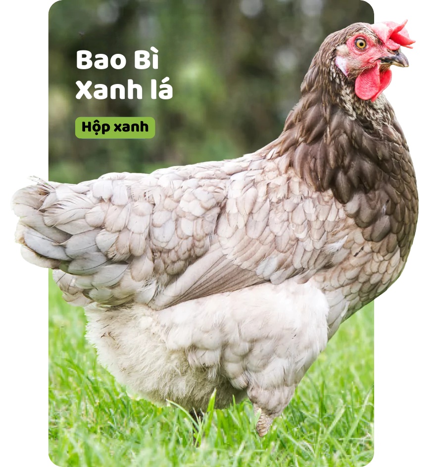 hộp bao bì màu xanh