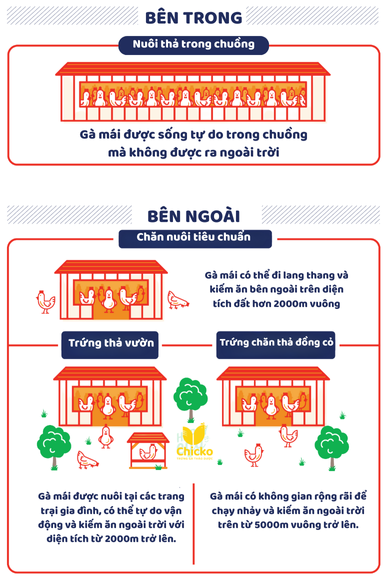 infographic chicko