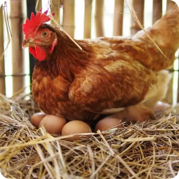 nông trại của chicko