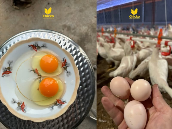 thêm ngay trứng gà Chicko vào thực đơn hàng ngày