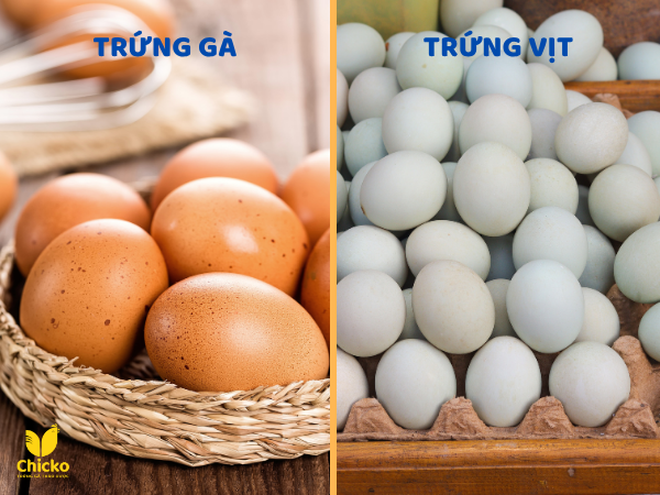 phân biệt trứng gà và vịt