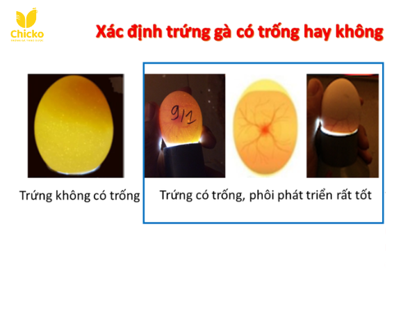 cách xác định trứng có phôi hay không