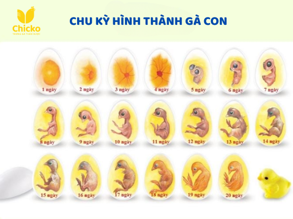 Chu kỳ hình thành của gà con