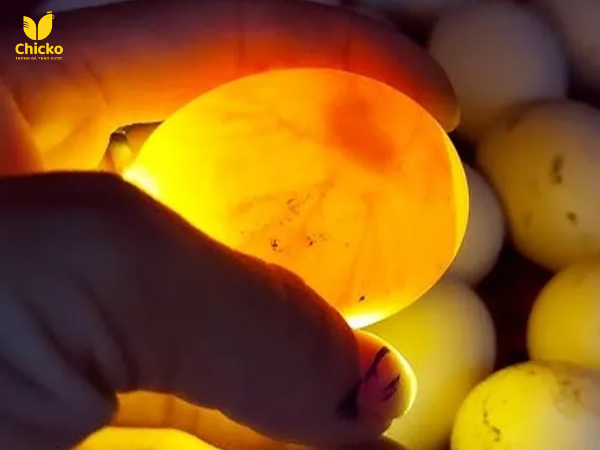 Cách soi trứng gà