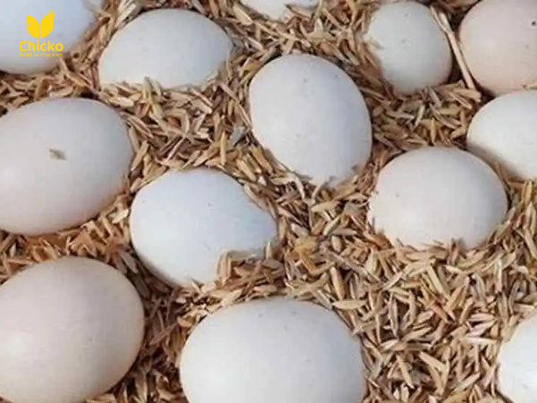 Lựa chọn trứng để ấp