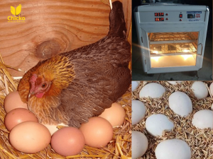 cách ấp trứng gà tại nhà