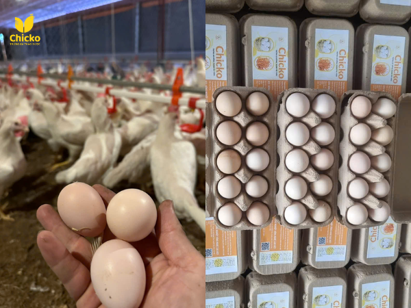 Mua Trứng Gà Ta Sạch Thảo Dược Chicko: Vì Sức Khỏe Gia Đình 1 mua trứng gà ta sạch