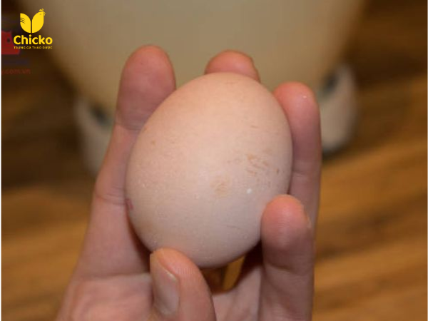 5 Cách Nhận Biết Trứng Gà Giả Siêu Chuẩn & Giải Pháp 2 quan sát vỏ trứng