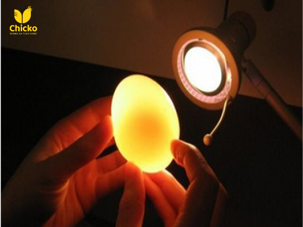 5 Cách Nhận Biết Trứng Gà Giả Siêu Chuẩn & Giải Pháp 3 Soi trứng dưới đèn