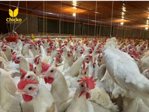 Sự Thật Năng Suất Trứng Của Giống Gà Lơ Go Là Bao Nhiêu? 2 giống gà lơ go