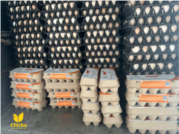 Trứng gà chicko từ giống gà lơ go siêu chất lượng