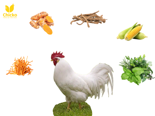 Sự Thật Năng Suất Trứng Của Giống Gà Lơ Go Là Bao Nhiêu? 3 chế độ dinh dưỡng trang trại chicko nghiêm ngặt