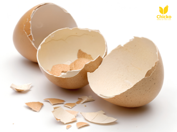 vỏ trứng gà có tác dụng gì