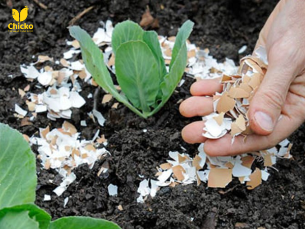 Vỏ trứng còn có thể làm phân bón