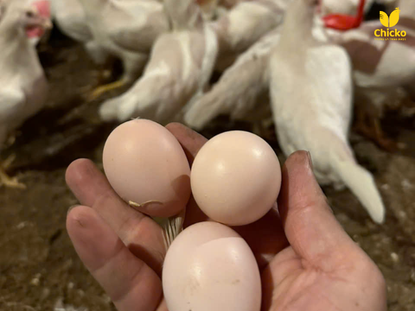 Quy trình chăn nuôi của chicko