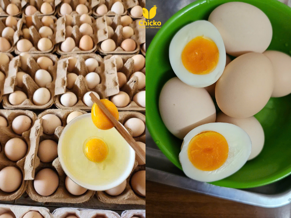 Trứng gà thảo mộc chicko siêu dinh dưỡng